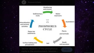 Biogeochemical cycle in Phosphorus - Phosphorus cycle steps | PDF