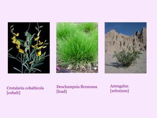 Crotalaria cobalticola
[cobalt]
Astragalus
[selenium]
Deschampsia flexnousa
[lead]
 
