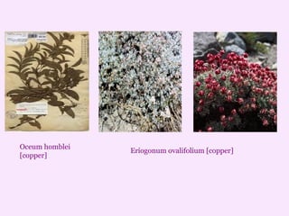 Eriogonum ovalifolium [copper]
Oceum homblei
[copper]
 