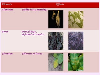 Elements Effects
Aluminum Stubby roots, mottling.
Boron Dark foliage ,
deformed internodes .
Chromium Chlorosis of leaves .
 