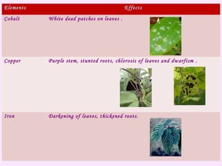 Elements Effects
Cobalt White dead patches on leaves .
Copper Purple stem, stunted roots, chlorosis of leaves and dwarfism .
Iron Darkening of leaves, thickened roots.
 