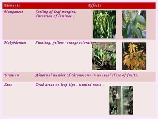 Elements Effects
Manganese Curling of leaf margins,
distortion of laminae .
Molybdenum Stunting, yellow -orange coloration.
Uranium Abnormal number of chromosome in unusual shape of fruits.
Zinc Dead areas on leaf tips , stunted roots .
 