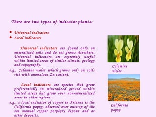 There are two types of indicator plants:
 Universal indicators
 Local indicators
Universal indicators are found only on
mineralized soils and do not grows elsewhere.
Universal indicators are extremely useful
within limited areas of similar climate, geology
and topography.
e.g., Calamine violet which grows only on soils
rich with anomalous Zn content.
Local indicators are species that grow
preferentially on mineralized ground within
limited areas but grow over non-mineralized
areas in other regions.
e.g., a local indicator of copper in Arizona is the
California poppy, observed over outcrop of the
san manual copper porphyry deposit and at
other deposits.
Calamine
violet
California
poppy
 