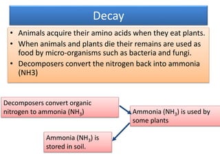 Biogeochemical cycle | PPTX