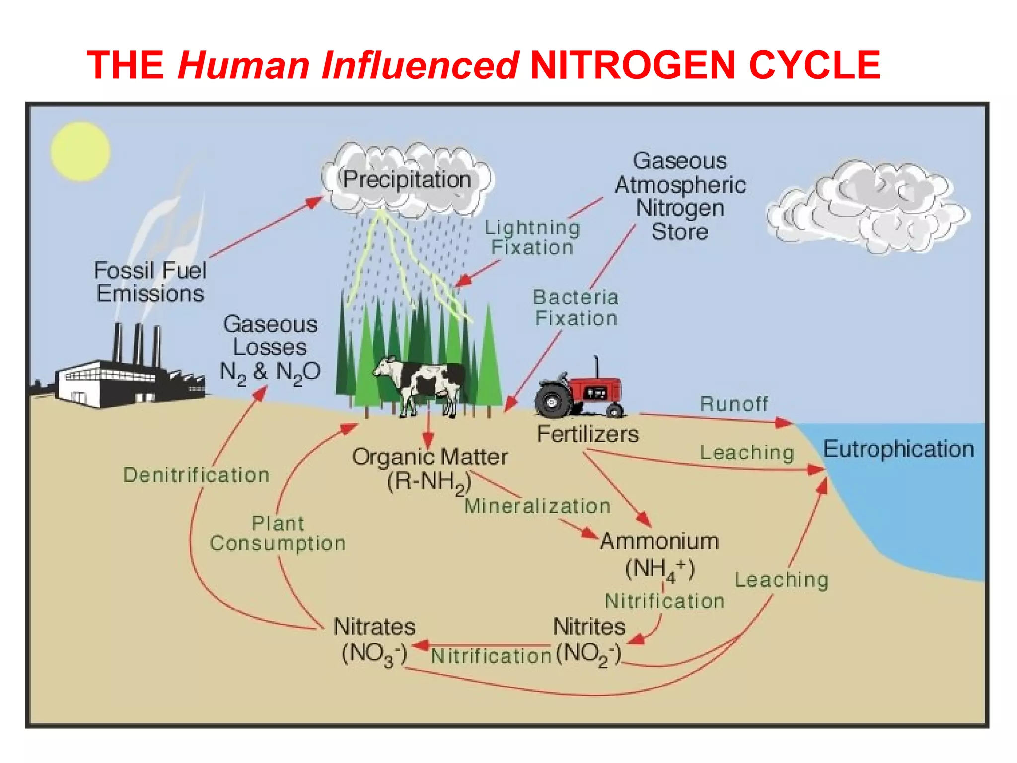THE Human Influenced NITROGEN CYCLE
 