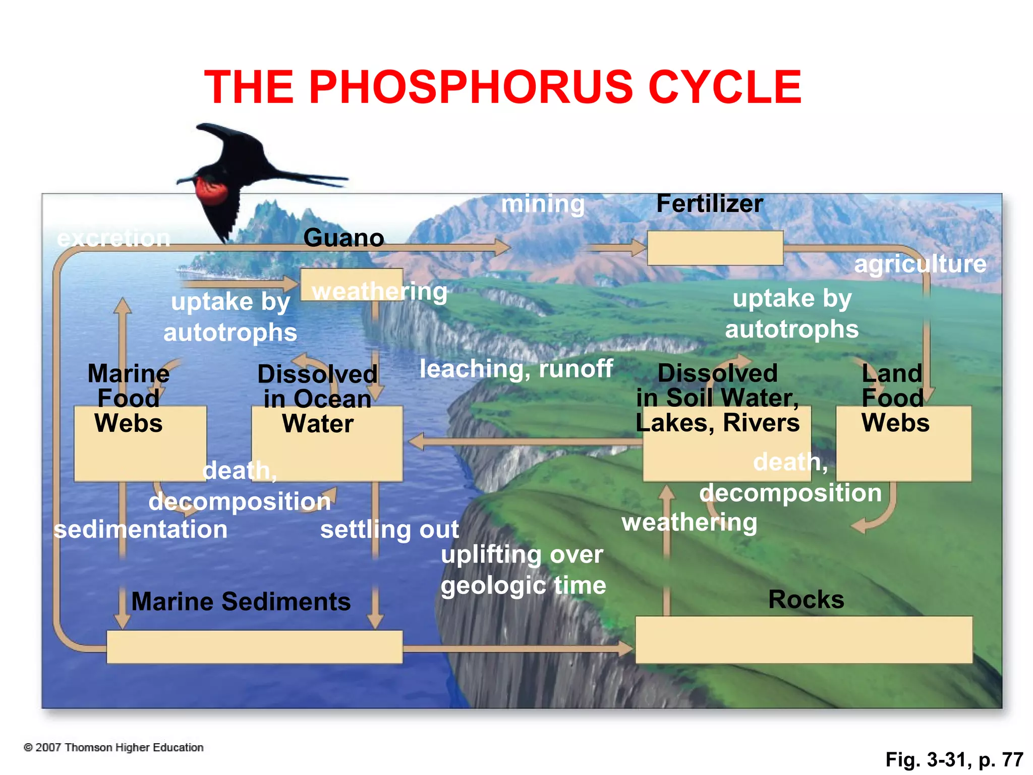 THE PHOSPHORUS CYCLE

                                   mining       Fertilizer
excretion          Guano
                                                               agriculture
         uptake by weathering                           uptake by
        autotrophs                                     autotrophs
  Marine       Dissolved     leaching, runoff    Dissolved        Land
   Food         in Ocean                       in Soil Water,     Food
   Webs           Water                        Lakes, Rivers      Webs
           death,                                        death,
       decomposition                                decomposition
sedimentation       settling out              weathering
                               uplifting over
                               geologic time
     Marine Sediments                                     Rocks




                                                                  Fig. 3-31, p. 77
 