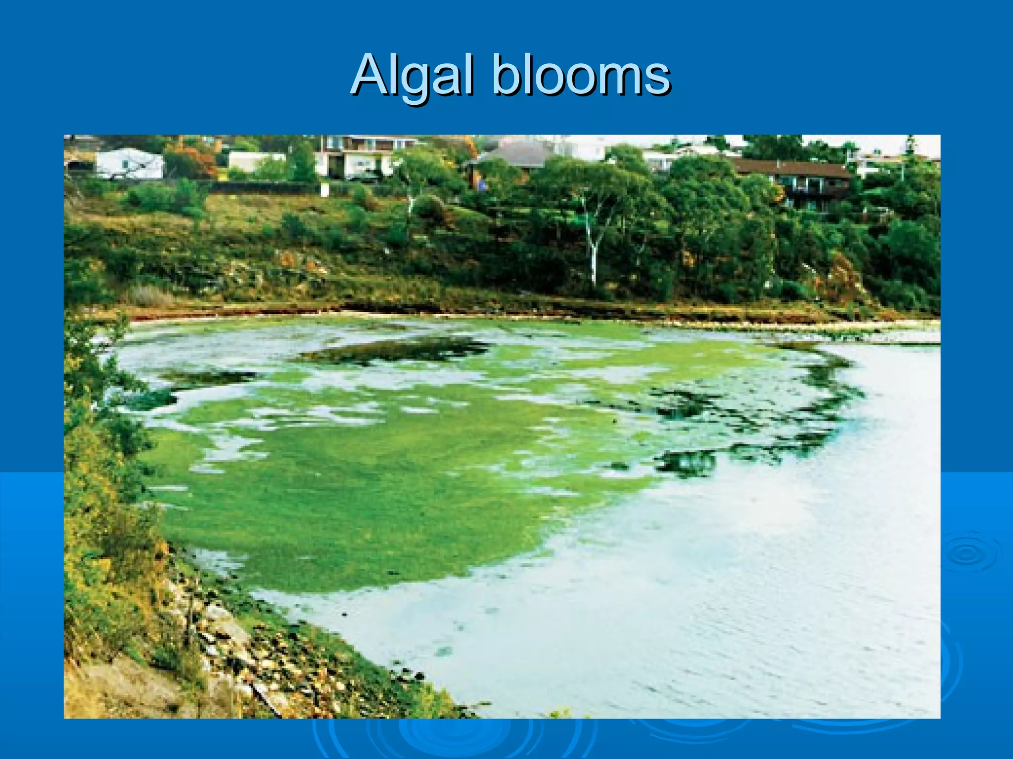 Algal blooms
 