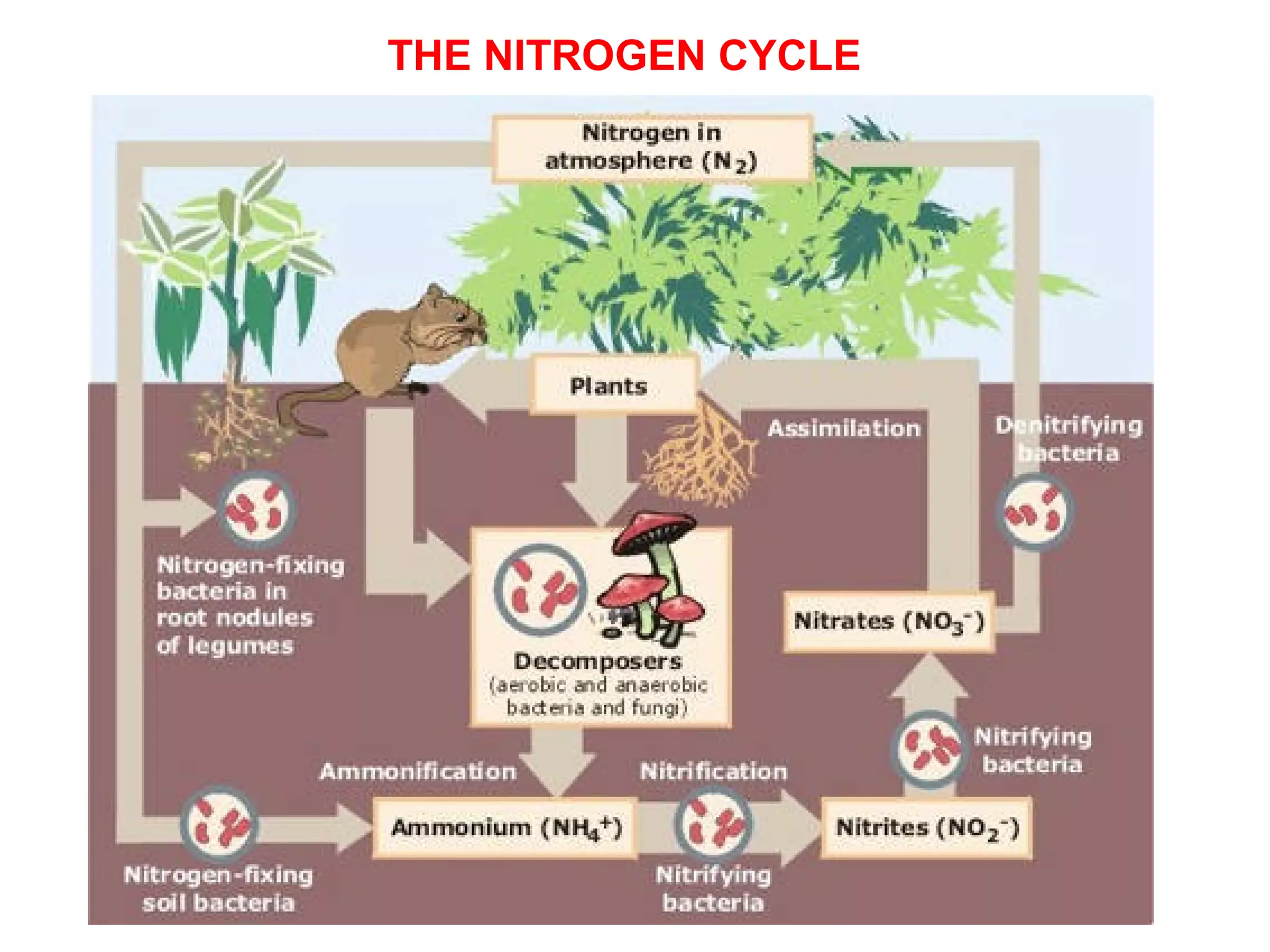 THE NITROGEN CYCLE
 