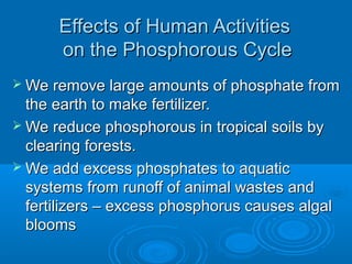 Effects of Human Activities
      on the Phosphorous Cycle
 We remove large amounts of phosphate from
  the earth to make fertilizer.
 We reduce phosphorous in tropical soils by
  clearing forests.
 We add excess phosphates to aquatic
  systems from runoff of animal wastes and
  fertilizers – excess phosphorus causes algal
  blooms
 