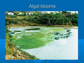 Algal blooms
 