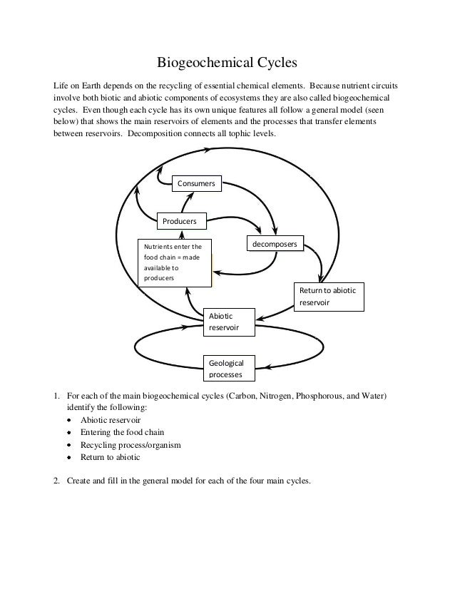 biogeochemical cycles assignment answer key