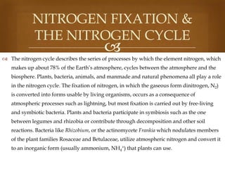 NITROGEN FIXATION &
THE NITROGEN CYCLE



 The nitrogen cycle describes the series of processes by which the element nitrogen, which
makes up about 78% of the Earth’s atmosphere, cycles between the atmosphere and the
biosphere. Plants, bacteria, animals, and manmade and natural phenomena all play a role
in the nitrogen cycle. The fixation of nitrogen, in which the gaseous form dinitrogen, N2)
is converted into forms usable by living organisms, occurs as a consequence of
atmospheric processes such as lightning, but most fixation is carried out by free-living
and symbiotic bacteria. Plants and bacteria participate in symbiosis such as the one
between legumes and rhizobia or contribute through decomposition and other soil
reactions. Bacteria like Rhizobium, or the actinomycete Frankia which nodulates members
of the plant families Rosaceae and Betulaceae, utilize atmospheric nitrogen and convert it
to an inorganic form (usually ammonium, NH4+) that plants can use.

 