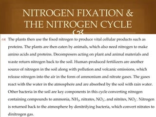 NITROGEN FIXATION &
THE NITROGEN CYCLE



 The plants then use the fixed nitrogen to produce vital cellular products such as
proteins. The plants are then eaten by animals, which also need nitrogen to make
amino acids and proteins. Decomposers acting on plant and animal materials and
waste return nitrogen back to the soil. Human-produced fertilizers are another
source of nitrogen in the soil along with pollution and volcanic emissions, which
release nitrogen into the air in the form of ammonium and nitrate gases. The gases
react with the water in the atmosphere and are absorbed by the soil with rain water.

Other bacteria in the soil are key components in this cycle converting nitrogen
containing compounds to ammonia, NH3, nitrates, NO3-, and nitrites, NO2-. Nitrogen
is returned back to the atmosphere by denitrifying bacteria, which convert nitrates to
dinitrogen gas.

 