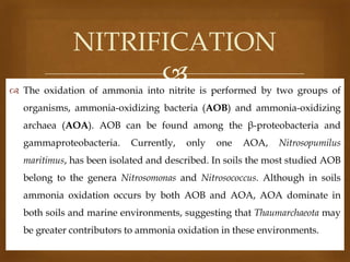 NITRIFICATION


 The oxidation of ammonia into nitrite is performed by two groups of
organisms, ammonia-oxidizing bacteria (AOB) and ammonia-oxidizing
archaea (AOA). AOB can be found among the β-proteobacteria and
gammaproteobacteria.

Currently,

only

one

AOA,

Nitrosopumilus

maritimus, has been isolated and described. In soils the most studied AOB
belong to the genera Nitrosomonas and Nitrosococcus. Although in soils
ammonia oxidation occurs by both AOB and AOA, AOA dominate in

both soils and marine environments, suggesting that Thaumarchaeota may
be greater contributors to ammonia oxidation in these environments.

 