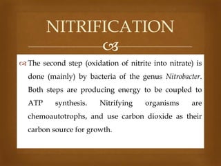 NITRIFICATION

 The second step (oxidation of nitrite into nitrate) is

done (mainly) by bacteria of the genus Nitrobacter.
Both steps are producing energy to be coupled to
ATP

synthesis.

Nitrifying

organisms

are

chemoautotrophs, and use carbon dioxide as their
carbon source for growth.

 