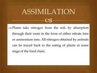 ASSIMILATION

 Plants take nitrogen from the soil, by absorption

through their roots in the form of either nitrate ions
or ammonium ions. All nitrogen obtained by animals
can be traced back to the eating of plants at some

stage of the food chain.

 