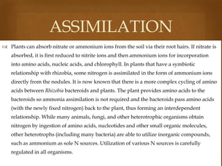ASSIMILATION


 Plants can absorb nitrate or ammonium ions from the soil via their root hairs. If nitrate is
absorbed, it is first reduced to nitrite ions and then ammonium ions for incorporation
into amino acids, nucleic acids, and chlorophyll. In plants that have a symbiotic
relationship with rhizobia, some nitrogen is assimilated in the form of ammonium ions
directly from the nodules. It is now known that there is a more complex cycling of amino
acids between Rhizobia bacteroids and plants. The plant provides amino acids to the
bacteroids so ammonia assimilation is not required and the bacteroids pass amino acids
(with the newly fixed nitrogen) back to the plant, thus forming an interdependent
relationship. While many animals, fungi, and other heterotrophic organisms obtain
nitrogen by ingestion of amino acids, nucleotides and other small organic molecules,

other heterotrophs (including many bacteria) are able to utilize inorganic compounds,
such as ammonium as sole N sources. Utilization of various N sources is carefully
regulated in all organisms.

 
