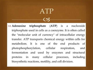 ATP

 Adenosine

triphosphate

(ATP)

is

a

nucleoside

triphosphate used in cells as a coenzyme. It is often called
the "molecular unit of currency" of intracellular energy
transfer. ATP transports chemical energy within cells for
metabolism.

It

is

one

photophosphorylation,

of

the

cellular

end

products

respiration,

of
and

fermentation and used by enzymes and structural
proteins

in

many

cellular

processes,

including

biosynthetic reactions, motility, and cell division.

 