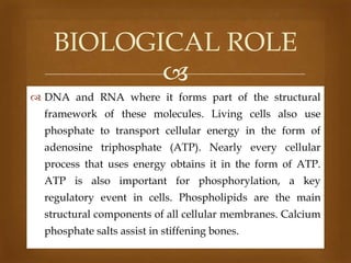 BIOLOGICAL ROLE

 DNA and RNA where it forms part of the structural
framework of these molecules. Living cells also use
phosphate to transport cellular energy in the form of
adenosine triphosphate (ATP). Nearly every cellular
process that uses energy obtains it in the form of ATP.
ATP is also important for phosphorylation, a key
regulatory event in cells. Phospholipids are the main
structural components of all cellular membranes. Calcium
phosphate salts assist in stiffening bones.

 