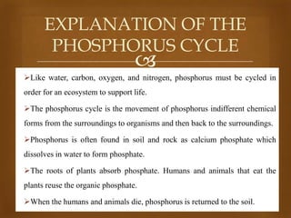 EXPLANATION OF THE
PHOSPHORUS CYCLE



Like water, carbon, oxygen, and nitrogen, phosphorus must be cycled in
order for an ecosystem to support life.
The phosphorus cycle is the movement of phosphorus indifferent chemical
forms from the surroundings to organisms and then back to the surroundings.
Phosphorus is often found in soil and rock as calcium phosphate which
dissolves in water to form phosphate.
The roots of plants absorb phosphate. Humans and animals that eat the
plants reuse the organic phosphate.
When the humans and animals die, phosphorus is returned to the soil.

 