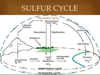 SULFUR CYCLE


 