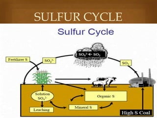 SULFUR CYCLE


 
