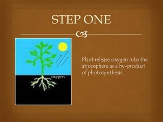 STEP ONE


oxygen

Plant release oxygen into the
atmosphere as a by-product
of photosynthesis.

 