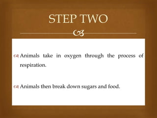 STEP TWO

 Animals take in oxygen through the process of
respiration.

 Animals then break down sugars and food.

 
