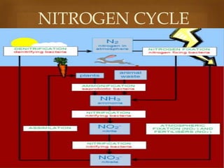 NITROGEN CYCLE


 