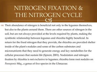 NITROGEN FIXATION &
THE NITROGEN CYCLE



 Their abundance of nitrogen is beneficial not only to the legumes themselves,
but also to the plants around them. There are other sources of nitrogen in the
soil, but are not always provided at the levels required by plants, making the
symbiotic relationship between legumes and rhizobia highly beneficial. In

return for the fixed nitrogen that they provide, the rhizobia are provided shelter
inside of the plant's nodules and some of the carbon substrates and
micronutrients that they need to generate energy and key metabolites for the
cellular processes that sustain life (Sprent, 2001). Nodulation and nitrogen
fixation by rhizobia is not exclusive to legumes; rhizobia form root nodules on
Parasponis Miq., a genus of five species in the Ulmaceae.

 