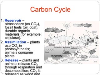 Carbon Cycle
1. Reservoir –
atmosphere (as CO2),
fossil fuels (oil, coal),
durable organic
materials (for example:
cellulose).
2. Assimilation – plants
use CO2 in
photosynthesis;
animals consume
plants.
3. Release – plants and
animals release CO2
through respiration and
decomposition; CO2 is
 