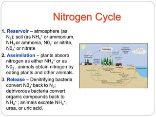 Nitrogen Cycle
1. Reservoir – atmosphere (as
N2); soil (as NH4
+ or ammonium,
NH3 or ammonia, N02
- or nitrite,
N03
- or nitrate
2. Assimilation – plants absorb
nitrogen as either NH4
+ or as
N03
-, animals obtain nitrogen by
eating plants and other animals.
3. Release – Denitrifying bacteria
convert N03
- back to N2;
detrivorous bacteria convert
organic compounds back to
NH4
+ ; animals excrete NH4
+,
urea, or uric acid.
 