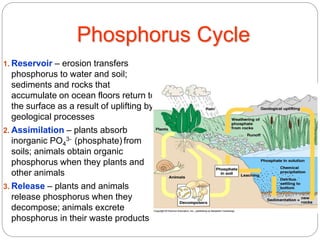 Phosphorus Cycle
1. Reservoir – erosion transfers
phosphorus to water and soil;
sediments and rocks that
accumulate on ocean floors return to
the surface as a result of uplifting by
geological processes
2. Assimilation – plants absorb
inorganic PO4
3- (phosphate) from
soils; animals obtain organic
phosphorus when they plants and
other animals
3. Release – plants and animals
release phosphorus when they
decompose; animals excrete
phosphorus in their waste products
 