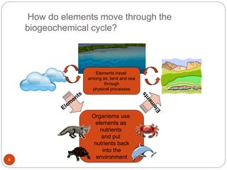 How do elements move through the
biogeochemical cycle?
4
Organisms use
elements as
nutrients
and put
nutrients back
into the
environment
Elements travel
among air, land and sea
through
physical processes
 