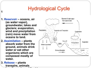 Hydrological Cycle1
1. Reservoir – oceans, air
(as water vapor),
groundwater, lakes and
glaciers; evaporation,
wind and precipitation
(rain) move water from
oceans to land.
2. Assimilation – plants
absorb water from the
ground, animals drink
water or eat other
organisms which are
composed mostly of
water.
3. Release – plants
transpire, animals
 