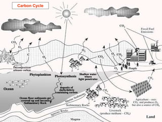 Carbon Cycle
 