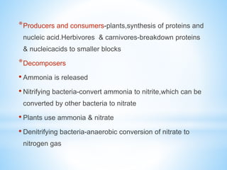 *Producers and consumers-plants,synthesis of proteins and
nucleic acid.Herbivores & carnivores-breakdown proteins
& nucleicacids to smaller blocks
*Decomposers
• Ammonia is released
• Nitrifying bacteria-convert ammonia to nitrite,which can be
converted by other bacteria to nitrate
• Plants use ammonia & nitrate
• Denitrifying bacteria-anaerobic conversion of nitrate to
nitrogen gas
 