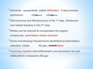 *Ammonia nitrate ,called nitrification, 2 step process-
ammonium nitrite nitrate
*Nitrosomonas and Nitrosococcus in the 1st step ,Nitrobacter
and related bacteria in the 2nd step
*Nitrate can be reduced & incorporated into organic
compounds, assimilatory nitrate reduction
*Some microbes(eg,Pseudomonas denitrificans)-dissimilatory
reduction, nitrate N2 gas, denitrification
*Anammox reaction-chemolithotrophs use ammonium ion and
nitrite,which is reduced to N2 gas
 
