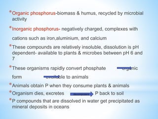 *Organic phosphorus-biomass & humus, recycled by microbial
activity
*Inorganic phosphorus- negatively charged, complexes with
cations such as iron,aluminium, and calcium
*These compounds are relatively insoluble, dissolution is pH
dependent- available to plants & microbes between pH 6 and
7
*These organisms rapidly convert phosphate organic
form available to animals
*Animals obtain P when they consume plants & animals
*Organism dies, excretes P back to soil
*P compounds that are dissolved in water get precipitated as
mineral deposits in oceans
decomposers
 