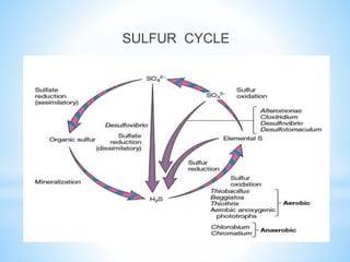 SULFUR CYCLE
 