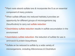 *Plant roots absorb sulfate ions & incorporate the S as an essential
component of many proteins
*When sulfate diffuses into reduced habitats,it provides an
opportunity for different groups of microorganisms (eg
Desulfovibrio) to carry out sulfate reduction
• Dissimilatory sulfate reduction results in sulfide accumulation in the
environment
• Assimilatory sulfate reductiion- the reduction of sulfate for use in
aminoacid & protein biosynthesis
*Sulfate an be reduced to sulfide by a wide variety of
microorganisms ,including Alteromonas & Clostridium
 