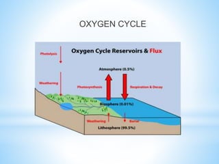 OXYGEN CYCLE
 