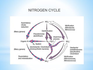 NITROGEN CYCLE
 