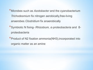 *Microbes such as Azotobacter and the cyanobacterium
Trichodesmium fix nitrogen aerobically,free-living
anaerobes Clostridium fix anaerobically
*Symbiotic N fixing- Rhizobium, α-proteobacteria and β-
proteobacteria
*Product of N2 fixation ammonia(NH3),incorporated into
organic matter as an amine
 