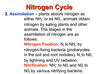 2. Assimilation – plants absorb nitrogen as
either NH4
+
or as N03
-
, animals obtain
nitrogen by eating plants and other
animals. The stages in the
assimilation of nitrogen are as
follows:
Nitrogen Fixation: N2 to NH4
+
by
nitrogen-fixing bacteria (prokaryotes
in the soil and root nodules), N2 to N03
-
by lightning and UV radiation.
Nitrification: NH4
+
to N02
-
and N02
-
to
N03
-
by various nitrifying bacteria.
Nitrogen CycleNitrogen Cycle
 