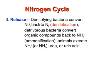 3. Release – Denitrifying bacteria convert
N03
-
backto N2 (denitrification);
detrivorous bacteria convert
organic compounds back to NH4
+
(ammonification); animals excrete
NH4
+
(or NH3) urea, or uric acid.
Nitrogen CycleNitrogen Cycle
 