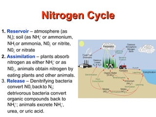 Nitrogen CycleNitrogen Cycle
1. Reservoir – atmosphere (as
N2); soil (as NH4
+
or ammonium,
NH3 or ammonia, N02
-
or nitrite,
N03
-
or nitrate
2. Assimilation – plants absorb
nitrogen as either NH4
+
or as
N03
-
, animals obtain nitrogen by
eating plants and other animals.
3. Release – Denitrifying bacteria
convert N03
-
backto N2;
detrivorous bacteria convert
organic compounds back to
NH4
+
; animals excrete NH4
+
,
urea, or uric acid.
 