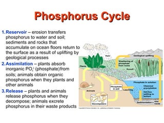 Phosphorus CyclePhosphorus Cycle
1.Reservoir – erosion transfers
phosphorus to water and soil;
sediments and rocks that
accumulate on ocean floors return to
the surface as a result of uplifting by
geological processes
2.Assimilation – plants absorb
inorganic PO4
3-
(phosphate)from
soils; animals obtain organic
phosphorus when they plants and
other animals
3.Release – plants and animals
release phosphorus when they
decompose; animals excrete
phosphorus in their waste products
 