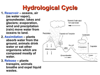 Hydrological CycleHydrological Cycle
1. Reservoir – oceans, air
(as water vapor),
groundwater, lakes and
glaciers; evaporation,
wind and precipitation
(rain) move water from
oceans to land.
2. Assimilation – plants
absorb water from the
ground, animals drink
water or eat other
organisms which are
composed mostly of
water.
3. Release – plants
transpire, animals
breathe and expel liquid
wastes.
 