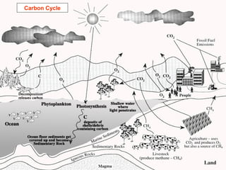 Carbon Cycle
 